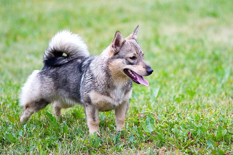 Шведский белый элкхунд: характеристики породы собаки, фото, характер, правила ухода и содержания