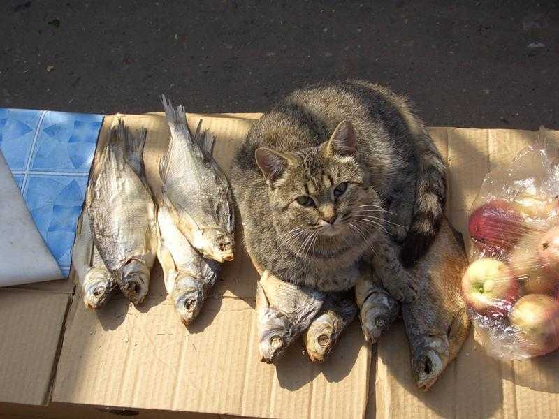 Рыба в рационе кошки