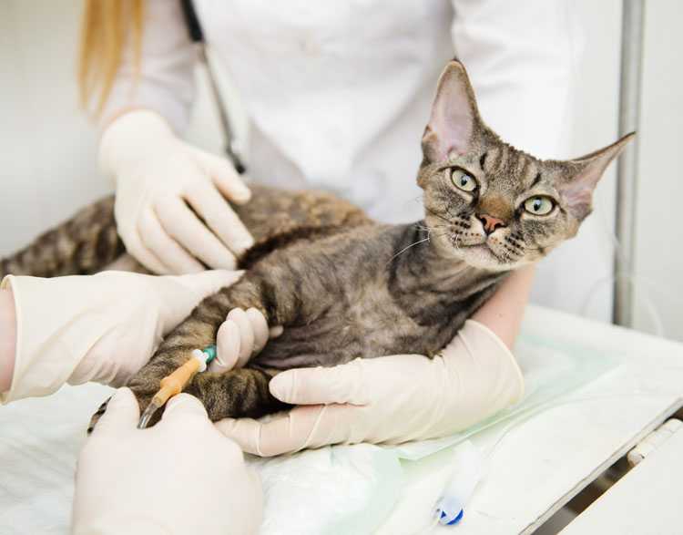 Чем болеют котята: распространенные болезни котят с симптомами и лечением