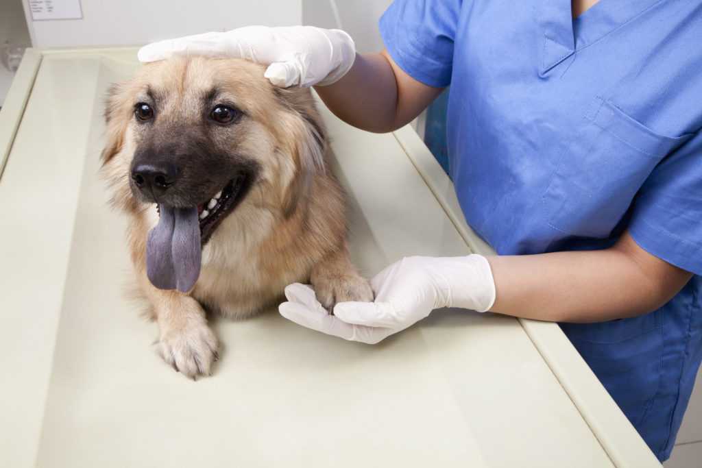 Болезни сердца у собак: симптомы и лечение | hill's pet