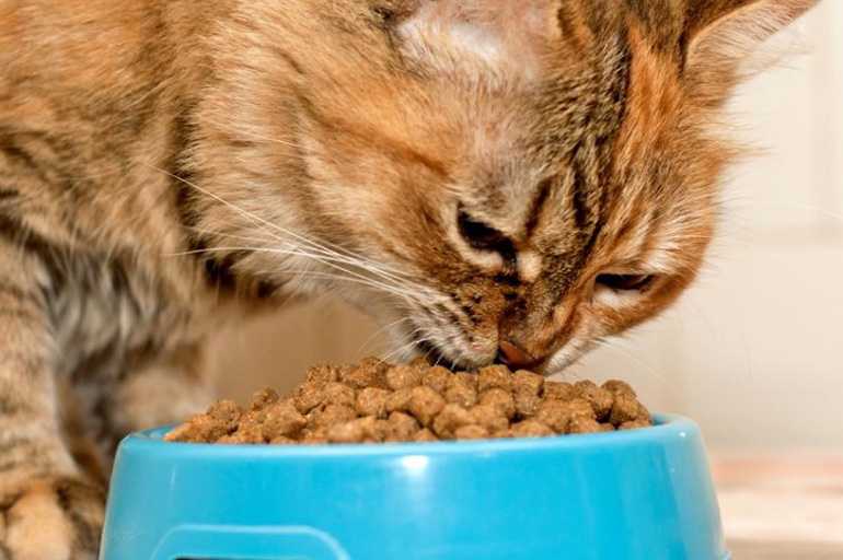 Почему кошка перестала есть привычный сухой корм, который раньше ей нравился, что делать?