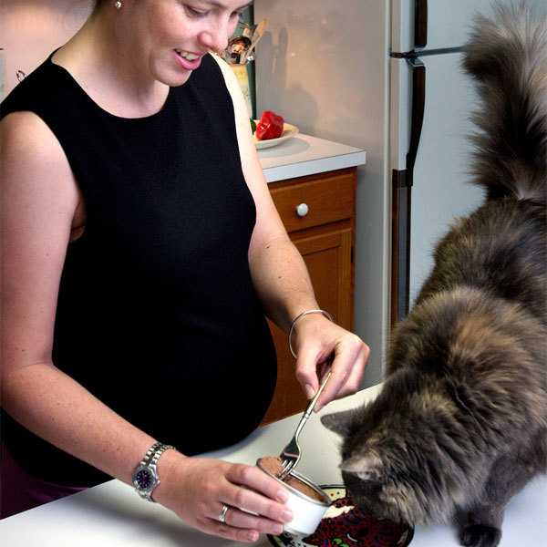Как ухаживать за беременной кошкой? | блог ветклиники "беланта"
