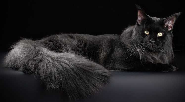Кот породы мейн кун черного окраса