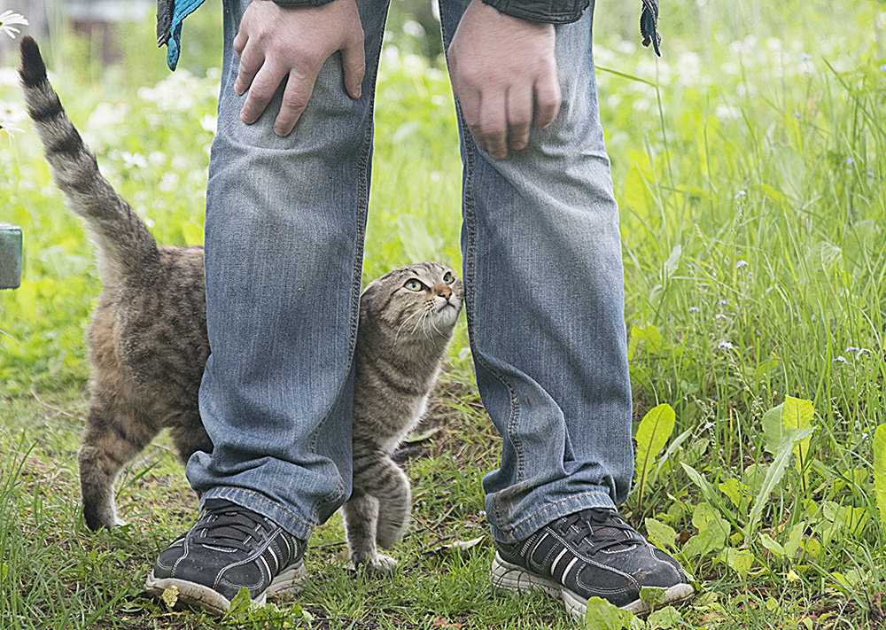 Кот ходит мимо лотка — самый полный список причин