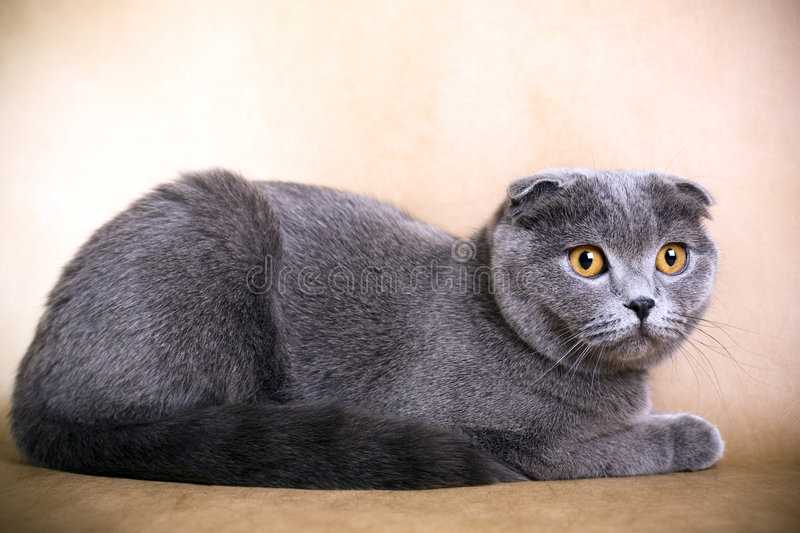 Британская длинношерстная кошка: плюсы и минусы породы, фото котят + условия содержания и нюансы кормления