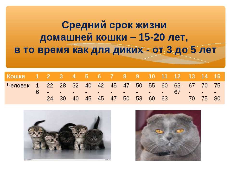 Сколько лет живут кошки. долгожители среди кошек. как считать возраст животного