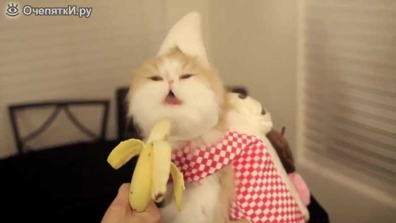Можно ли котятам давать бананы