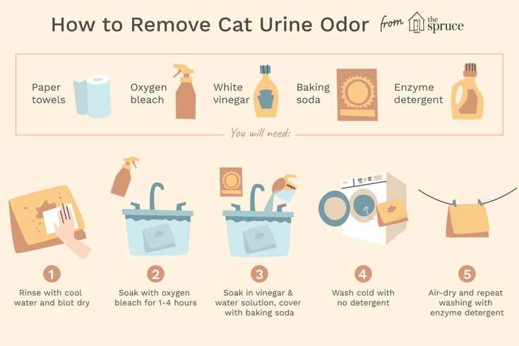 10 способов избавиться от запаха кошачьей мочи в квартире