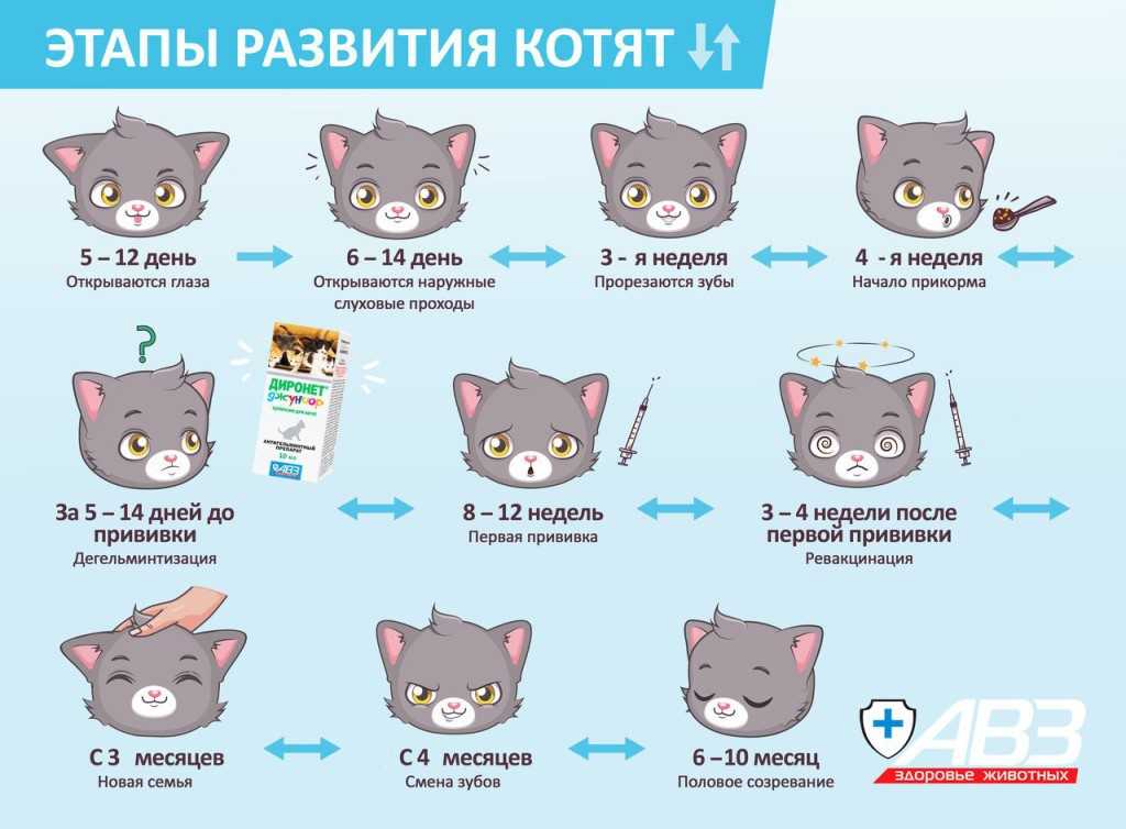 До какого возраста растут коты и от чего это зависит