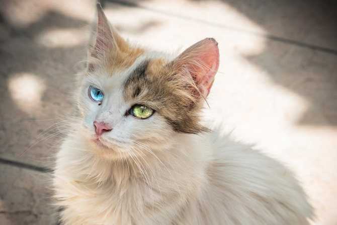 Разные породы белых кошек — 20 лучших