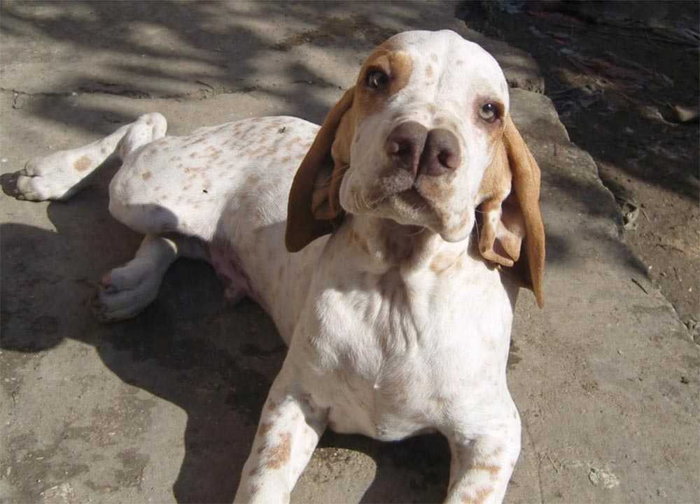 Каталбурун собака. описание, особенности, виды, характер, уход и цена породы каталбурун