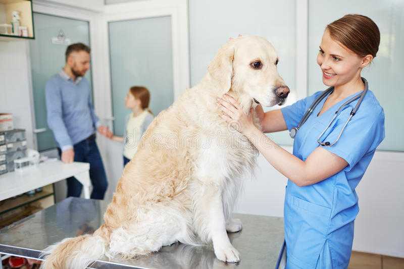 Течка у стерилизованной собаки – симптомы и причины