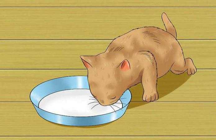 Как кормить котенка если он сам не умеет есть