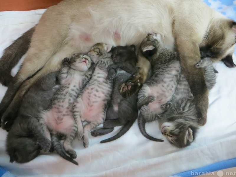 Сколько длятся роды у кошки – длительность родов