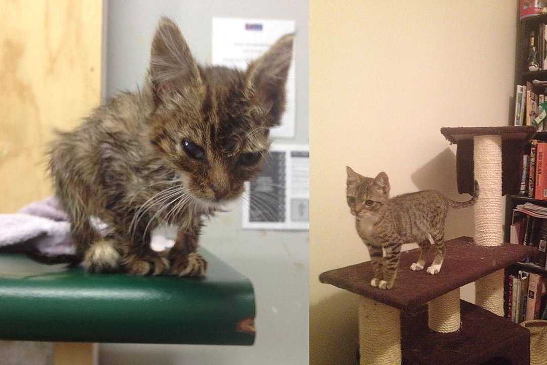 Панлейкопения у кошек - симптомы, лечение кошачьей чумки в москве. ветеринарная клиника "зоостатус"