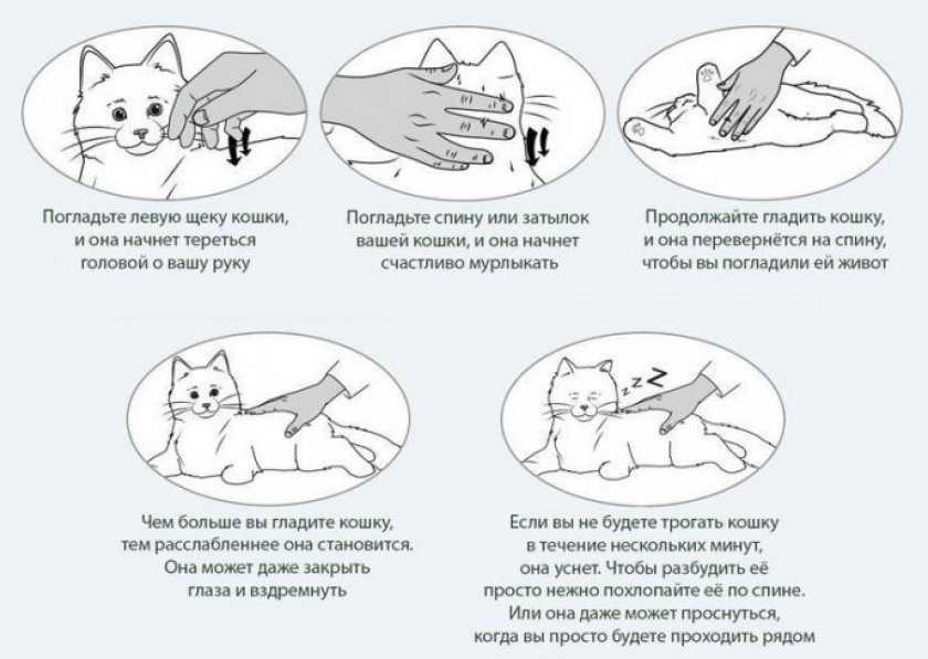 Почему коты мурчат? научное объяснение и разновидности урчания +видео
