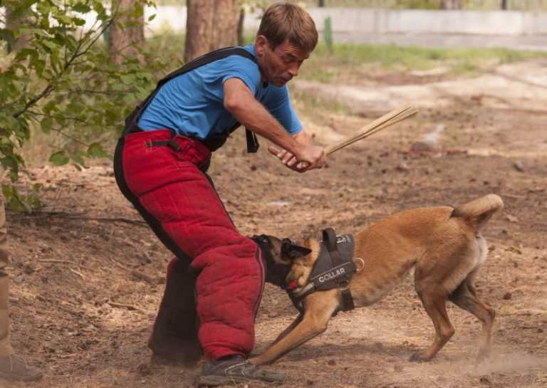 Почему собаки нападают на людей – причины агрессивного поведения - про питомца