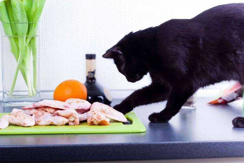 9 субпродуктов для кошек: инструкция по кормлению