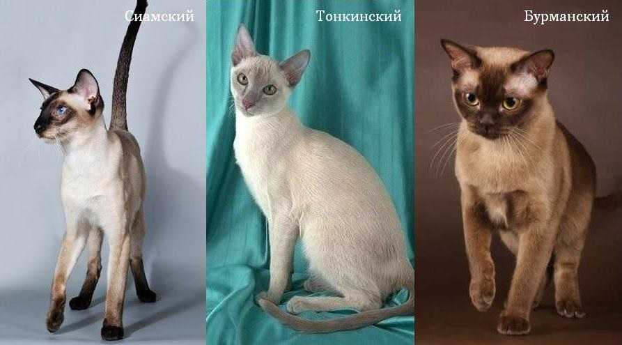 Тайская кошка: история породы, характерные черты, уход и разведение