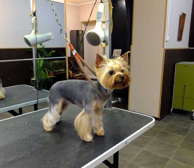 Виды стрижек для йоркширского терьера: фото причесок для мальчиков и девочек + как подстричь собаку самостоятельно