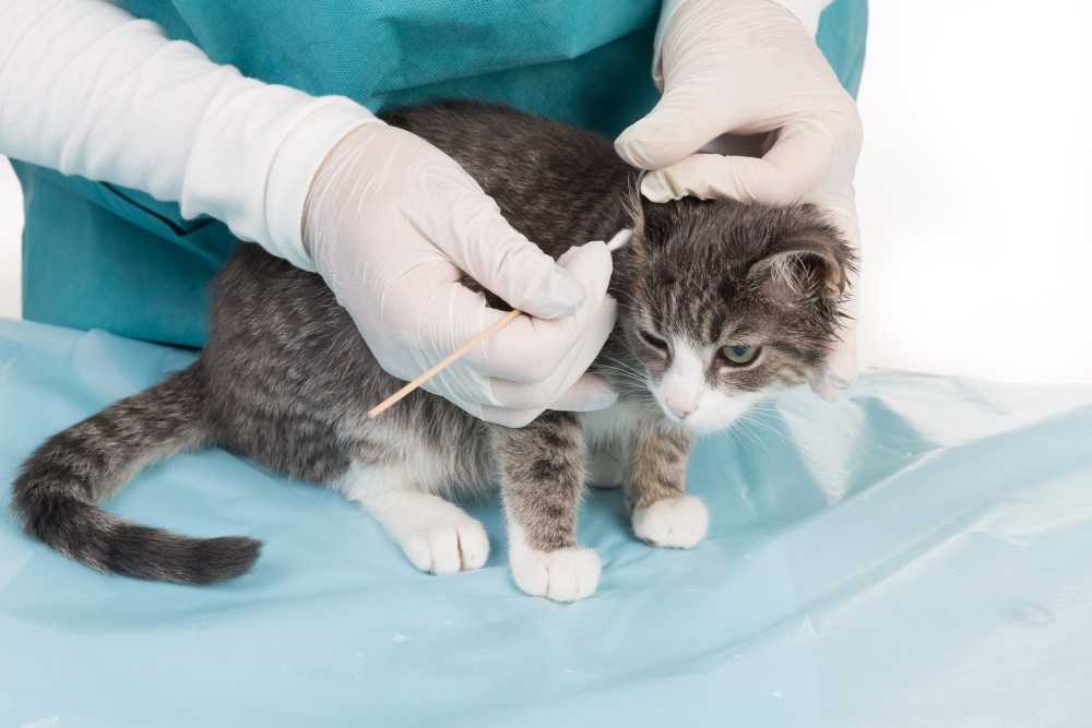 Микроспория у собак и кошек: причины, симптомы, диагностика, лечение, профилактика