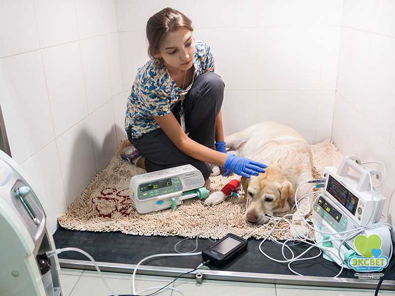 Лазерная терапия для животных - лечение лазером  собак и кошек в москве. ветеринарная клиника "зоостатус"