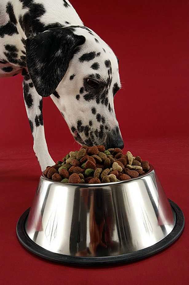 Как и чем кормить ши-тцу: правила кормления щенков и взрослых собак