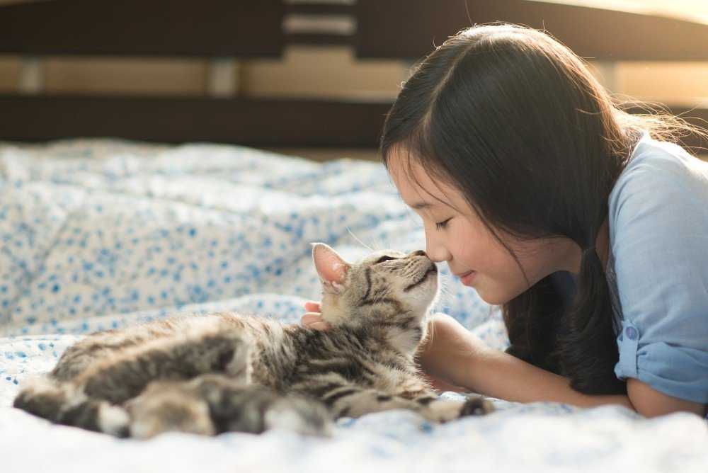 Как кошки проявляют любовь к хозяину