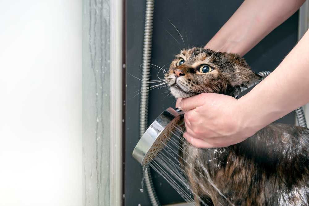 Как помыть кота, кошку – советы и рекомендации