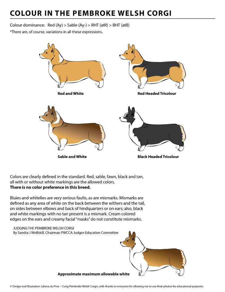 Вельш-корги пемброк собака фото, сколько стоят щенки, описание породы, отзывы