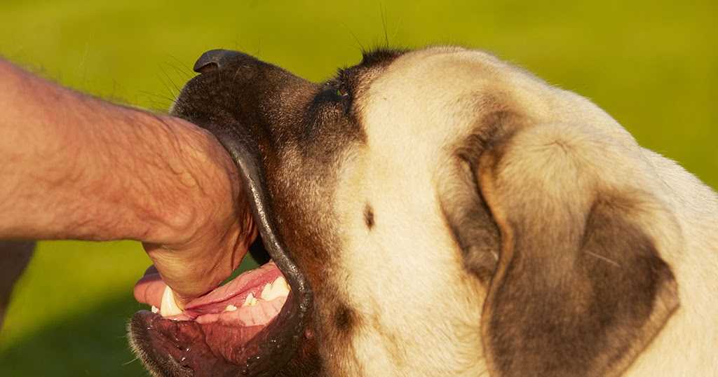 Собака грызет свои лапы – причины, лечение, профилактика