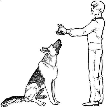Как научить собаку держать предмет