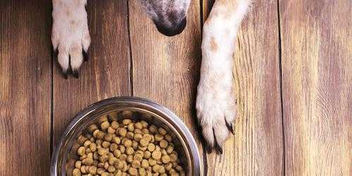 Как собаке набрать вес на сухом корме?