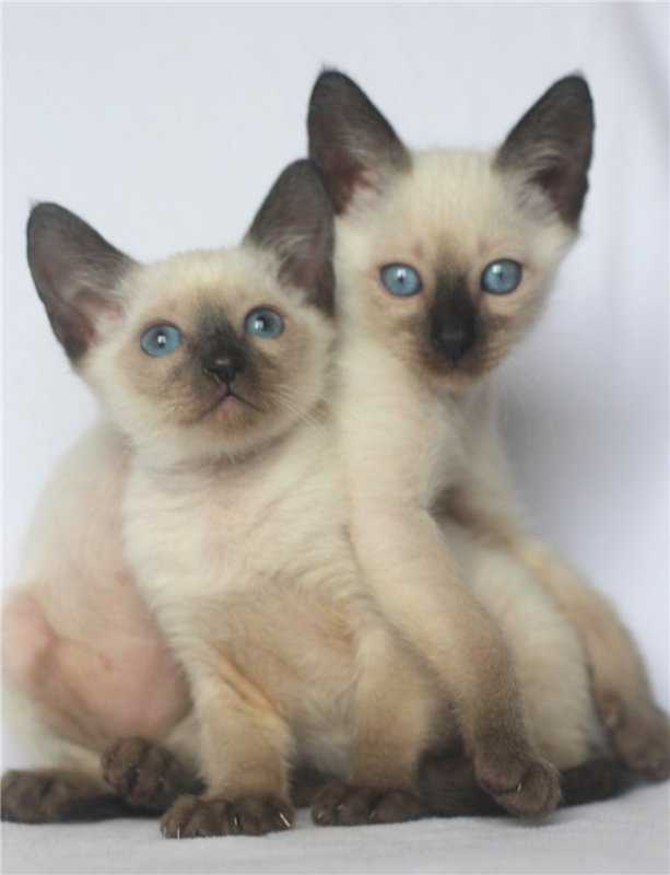 Тайские кошки и сиамские отличия: разница в отличии кошек и котят