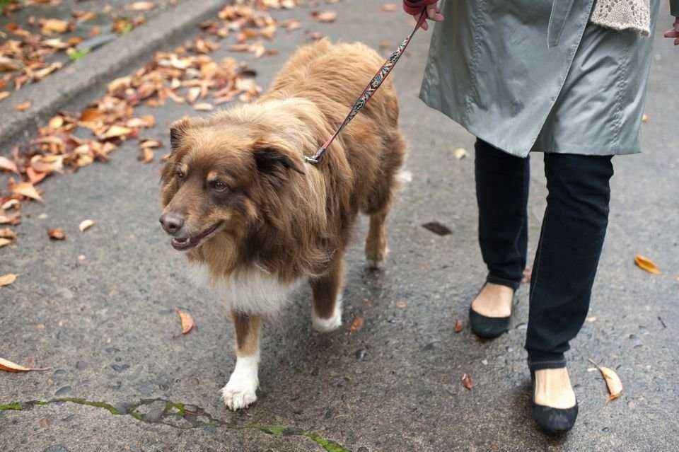 Первая прогулка щенка на улице: когда можно гулять, правила выгула, знакомство с сородичами