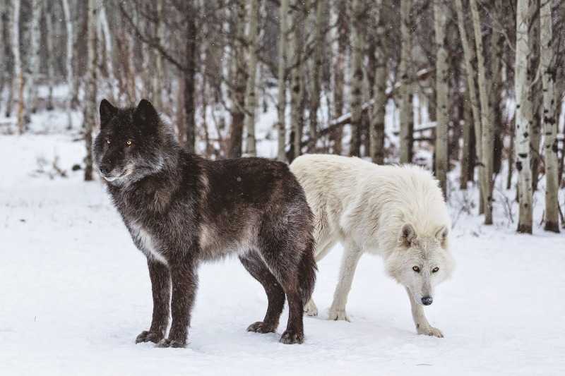 Волкособ собака. описание, особенности, уход и цена волкособа | животный мир
