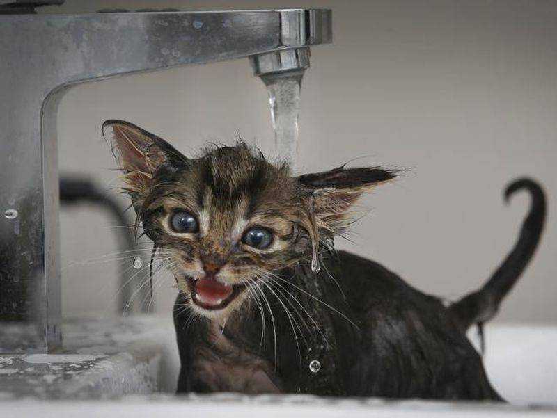 Как помыть кота, если он боится воды и царапается?