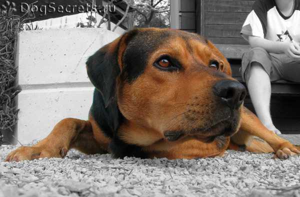 Что делать если собака наелась камней. почему собаки едят камни? почему собака грызёт щебень, траву и бетон