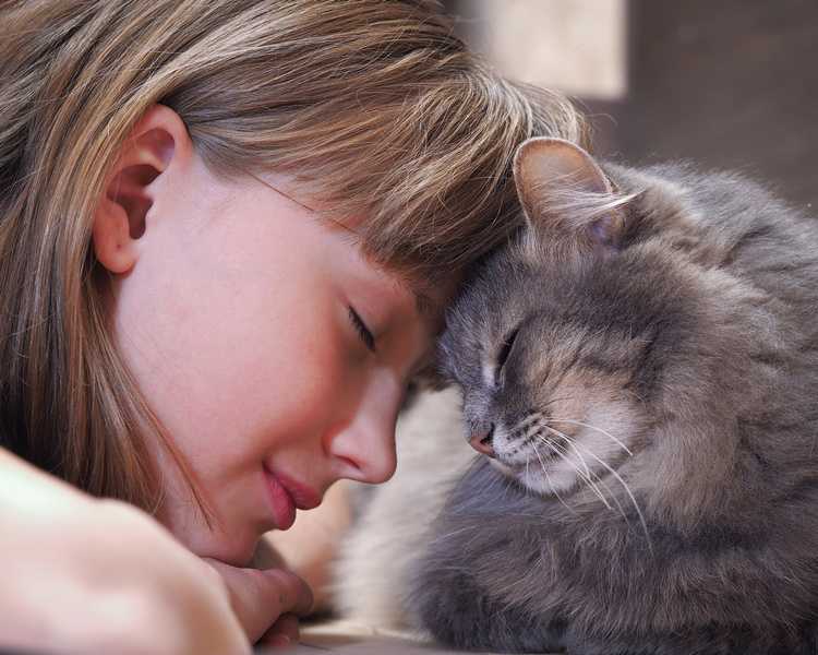 Как понять, что кошка вас любит ~ коточек