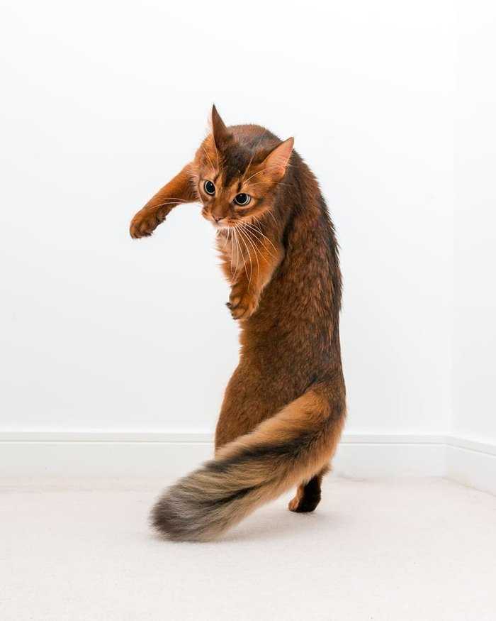 Породы котов с длинным хвостом: описание и фото