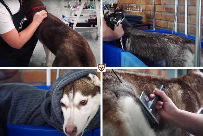 Выпадает шерсть у собаки: возможные причины и лечение с фото и видео