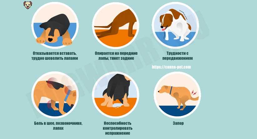 Мозжечковая атаксия стаффордширских терьеров - лечение, симптомы, профилактика в москве. ветеринарная клиника "зоостатус"