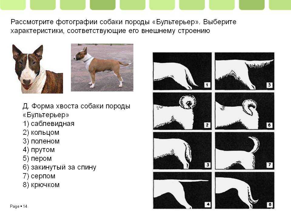 Русский гладкошерстный той-терьер (35 фото): описание короткошерстной породы, содержание маленьких собак с купированными хвостами