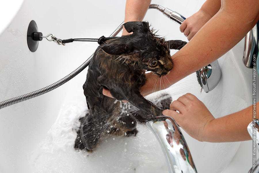 Как искупать кота, если он боится воды: новости, животные, кошки, купание, психология, советы, домашние животные