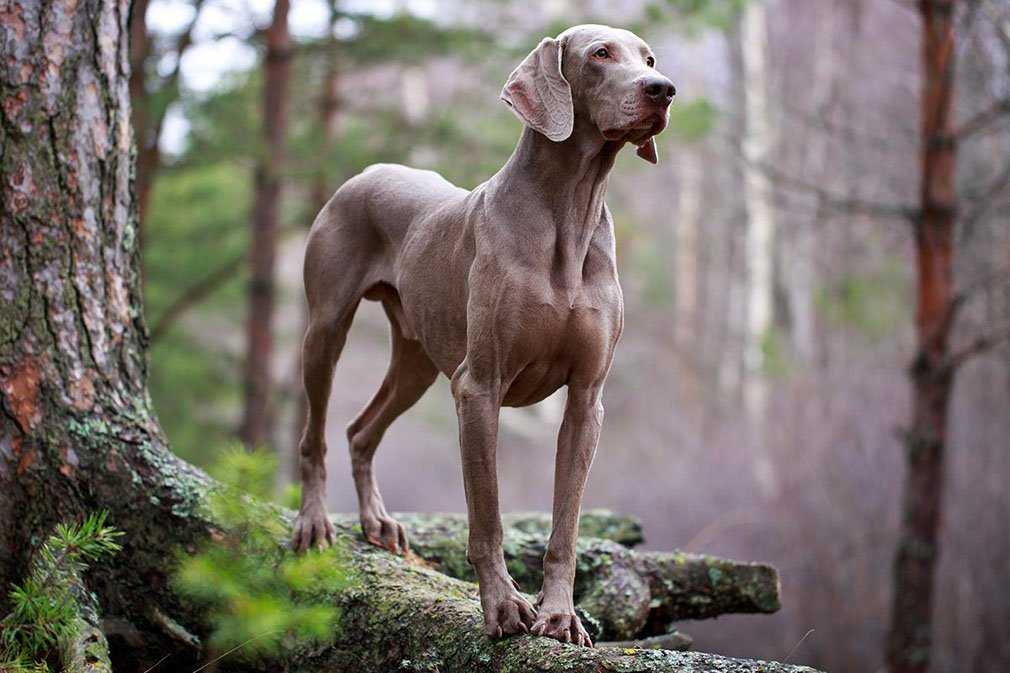 Самые красивые собаки ? топ 40 лучших пород с названиями, описаниями, фото, видео и отзывами
