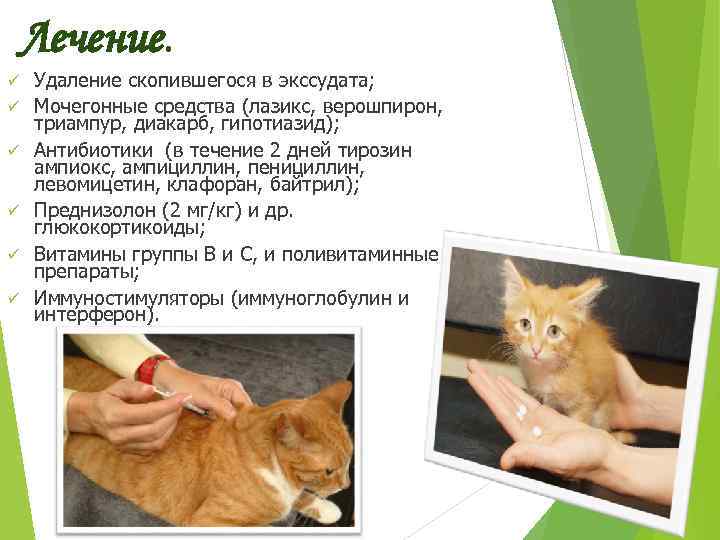 Хозяева довольно часто жалуются на насморк у котенка. Связано это с еще не сформировавшейся иммунной системой.
