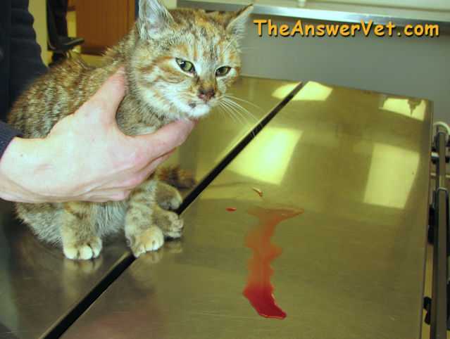 У кота моча с кровью | почему кошка писает кровью
