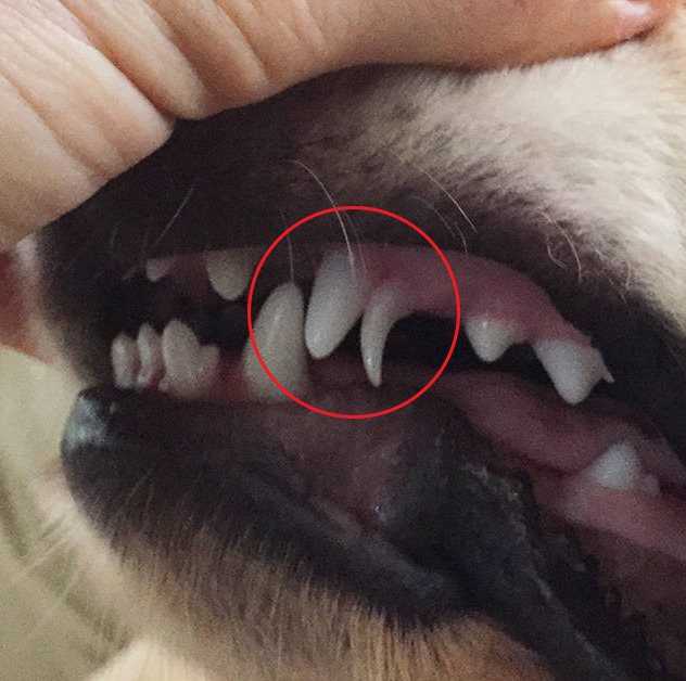Есть ли у котов молочные зубы? ответ эксперта