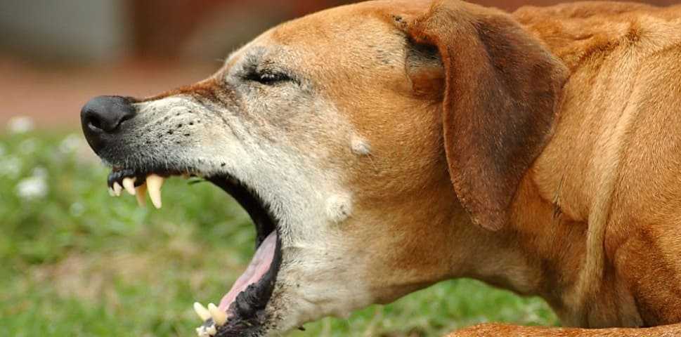Аденовироз у собак: причины, симптомы, диагностика, лечение, осложнения | блог ветклиники "беланта"