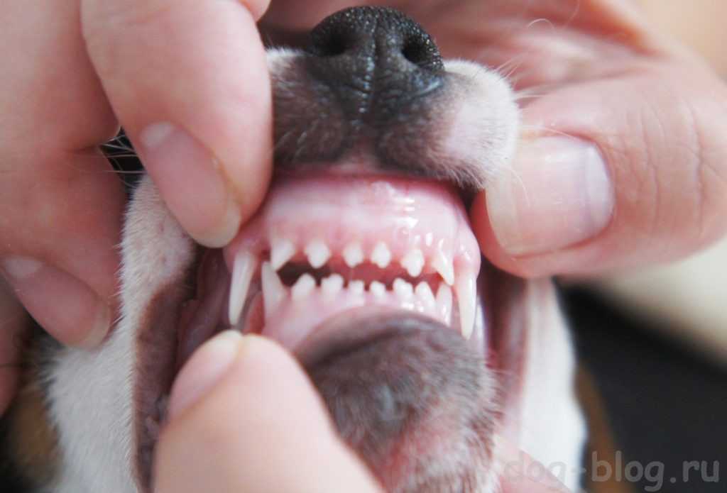 Когда меняются зубы у щенков — во сколько месяцев